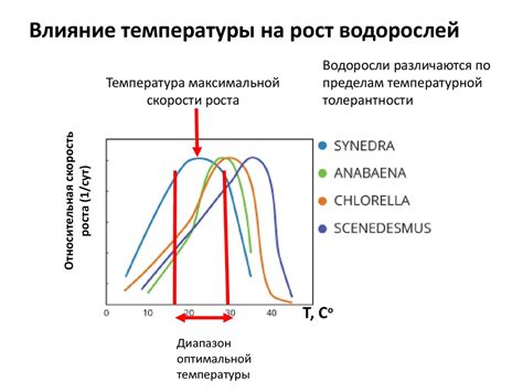Влияние низких температур на окраску цветной капусты