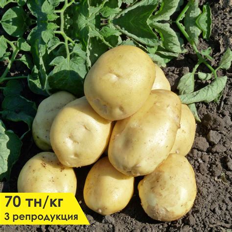 Изменение цвета цветочных клубней в результате мороза