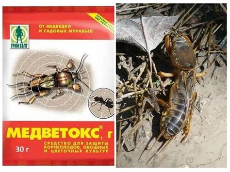 История применения регента от медведки в сельском хозяйстве: открытие и применение