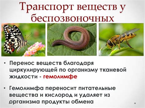 Каталаза в животных организмах