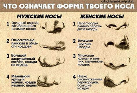 Отличительная черта внешности кавказцев: особенности носа и их влияние на общую внешность
