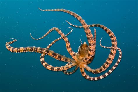 Техники поймать морских осьминогов и принципы безопасности