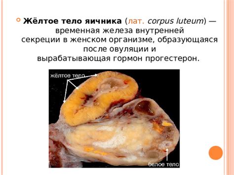 Физиологическая особенность и чувствительные зоны в женском организме