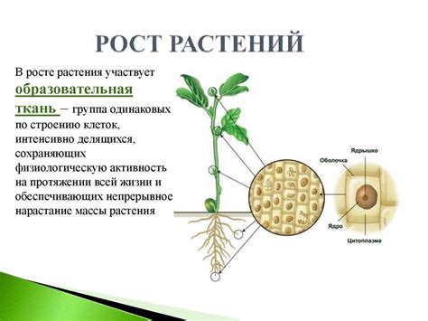  Взаимодействие рябины и груши: влияние на рост и развитие
