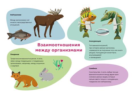  Взаимоотношения между латышскими и литовскими языками: взгляд с разных сторон 