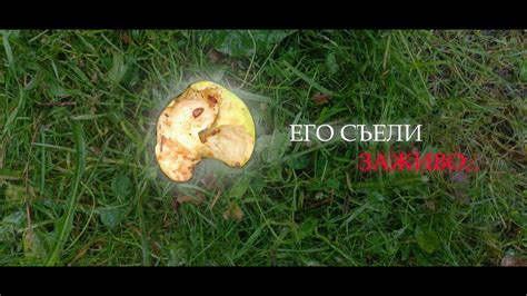 Версия №2: Яблоко на улице - предупреждение о неприятностях