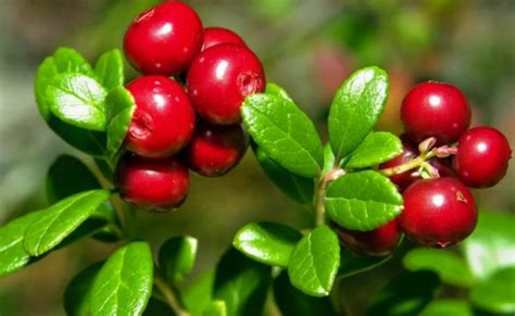 Внешний вид и запах плесневелой брусники