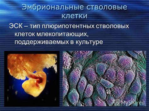 Возможности использования клеток с укрупненными ядрами в медицине