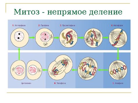 Возможность сексуального и безполостного размножения