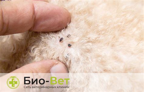 Вредители и паразиты у собак