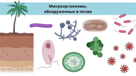 Вред микроорганизмов из почвы кладбища
