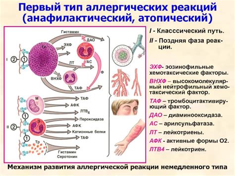 Голуби как причина аллергических реакций
