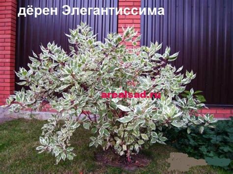 Дерен элегантиссим: преимущества и недостатки