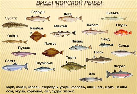Другие названия рыбы ледянки