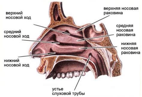 Какие сны связаны с носовой полостью