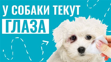 Как предотвратить ожоги слизистых у собаки в будущем
