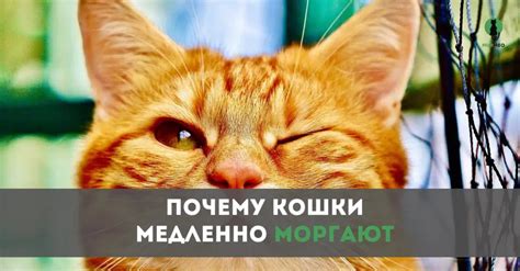 Кошки моргают медленно для умиротворения