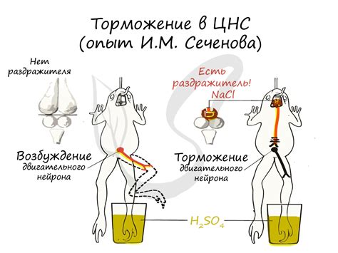 Краткое торможение