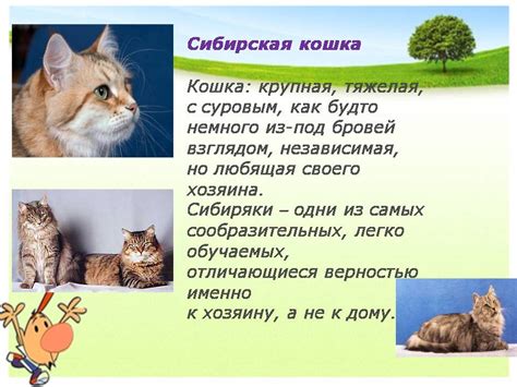 Мифологические представления о кошках и сновидениях