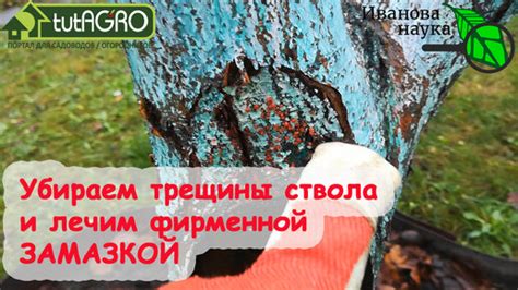 Нарушение процессов восстановления дерева