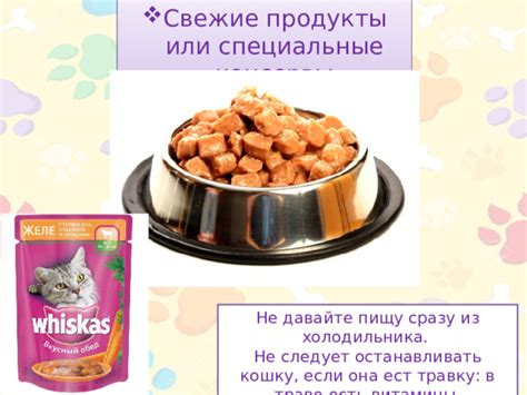 Не давайте коту пищу