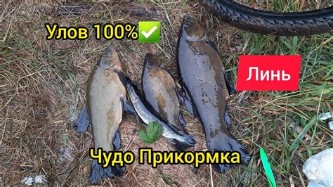 Общие рекомендации по кормлению линя на даче