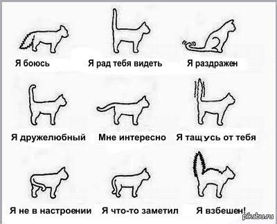 Определите состояние кота