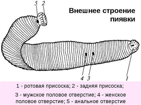 Особенности яда пиявки и ее воздействие