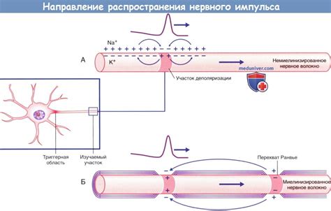 Остановка нервных импульсов