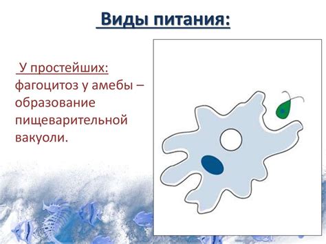 Питание и местообитание