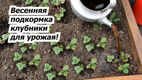 Подкормка березки весной