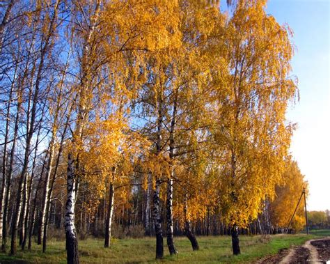 Подкормка березки осенью