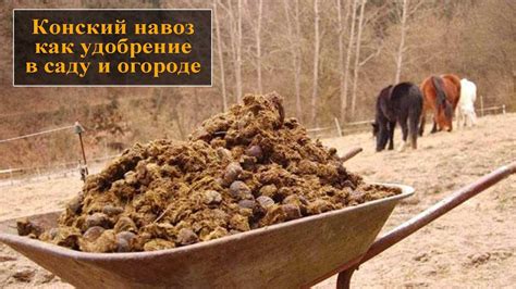 Польза конского навоза в глине