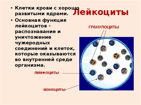 Последствия наличия клеток с укрупненными ядрами