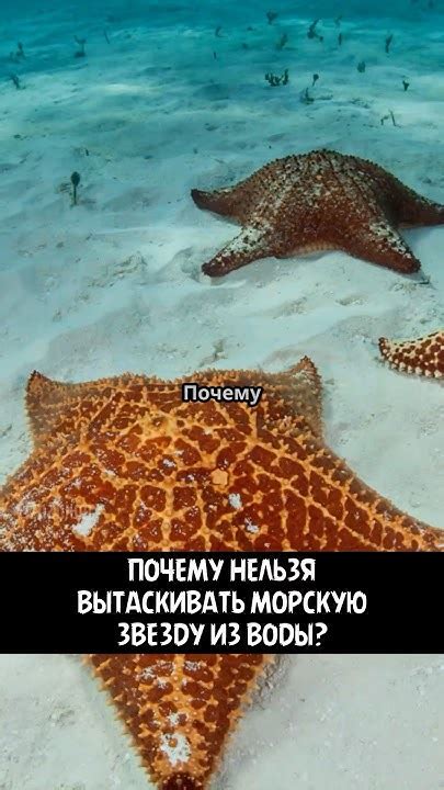 Почему нельзя наступать на морскую звезду
