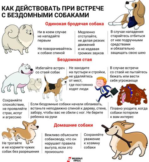 Правила поведения при встрече с голубем