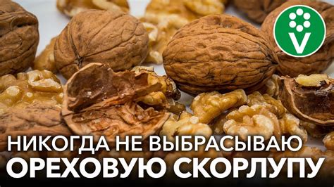 Приготовление порошка из скорлупы грецкого ореха: эффективные методы