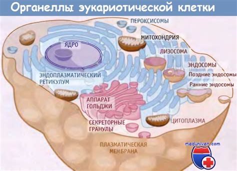 Причины возникновения клеток с укрупненными ядрами