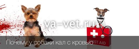 Причины и лечение чихания с кровью у собак