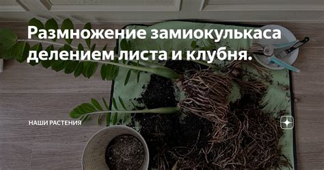 Причины поедания ребенком листа замиокулькаса