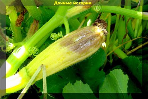 Причины развития проблемы