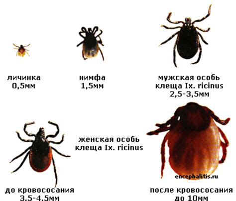 Профилактика от клещей