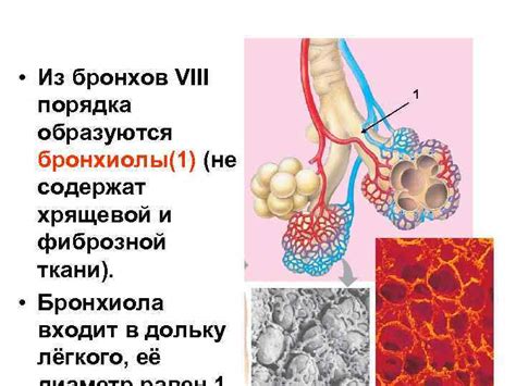 Раздел 1: Основные понятия бронхов 1-3 порядка