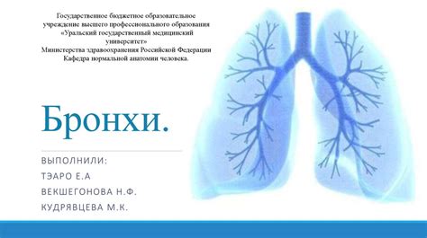 Раздел 3: Функции бронхов 1-3 порядка