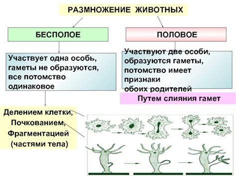 Размножение и потомство