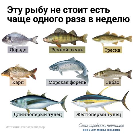 Разновидности рыбы ледянки: внешние отличия и характеристики