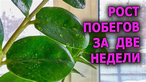 Симптомы, которые могут возникнуть после поедания листа замиокулькаса