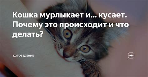 Смысл снов, где кошка кусает