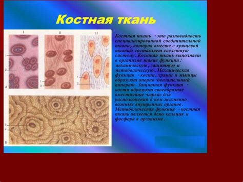 Терапия и предотвращение проблем с костной тканью