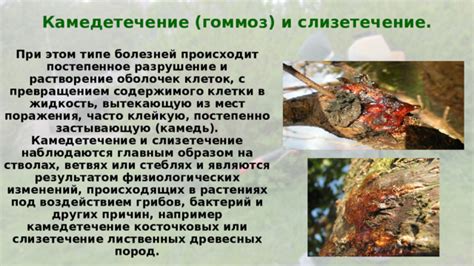 Уничтожение древесных клеток